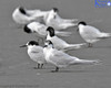 White Fronted Tern