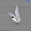 White Fronted Tern