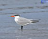 Caspian Tern