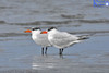 Caspian Tern