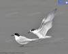 White Fronted Tern