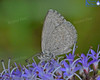 Blue Butterfly On Hebe