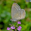 Common Blue Butterfly on thyme