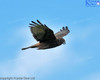 Swamp Harrier