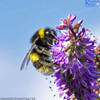 Bumblebee On Hebe