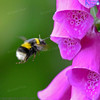 Bumblebee Flying Toward A Foxglove