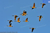 Flight Of Geese