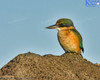 Kingfisher On The Rocks