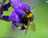 Bumble bee in salvia