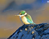 Kingfisher At The Rock Pools