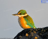 Kingfisher At The Rock Pools