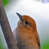 Rarotongan Flycatcher