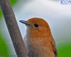 Rarotongan Flycatcher