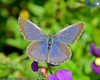 Common Blue Butterfly On Nemesia