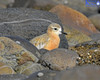 New Zealand Dotterel