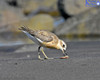 New Zealand Dotterel