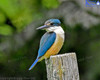 Kingfisher On Fencepost