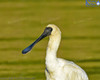 Royal Spoonbill