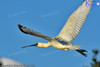 Royal Spoonbill In Flight