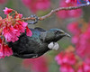 Tui In The Cherry