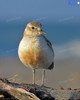 New Zealand Dotterel At Sandy Bay