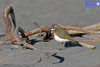 Banded  Dotterel At Sandy Bay