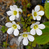 Alpine FLowers