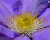 Clematis Flower Close Up