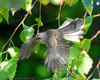 Fantail In Flight