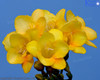 Yellow Fresia