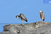 Pair of White Faced Herons at Beach