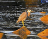 White Faced Heron At Beach