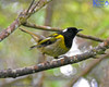 Hihi (stitchbird)