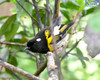 Hihi (stitchbird)