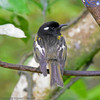 Hihi (stitchbird)