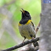 Hihi (stitchbird)