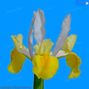 Gold & White Iris