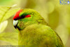 Kakariki, Red Crowned Parakeet