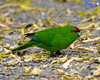 Kakariki, Red Crowned Parakeet