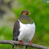 Kereru - NZ wood pigeon