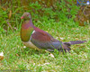 Kereru - NZ wood pigeon