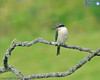 New Zealand Sacred Kingfisher