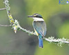 New Zealand Sacred Kingfisher