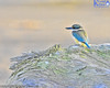 New Zealand Sacred Kingfisher On Driftwood