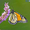 Monarch Butterfly on hebe