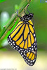 Monarch Butterfly