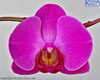 Orchid