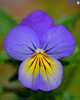 Pansy