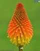 Red hot poker