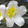 White Rhododendron